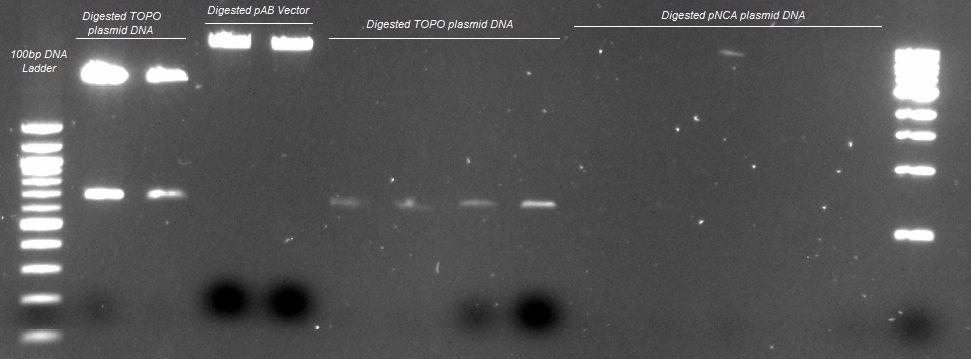 Digested pNCA plasmid DNA_090712.jpg