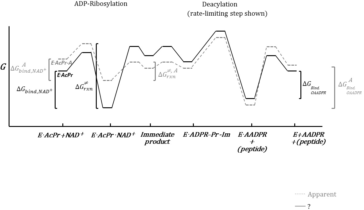 Free energy diagram draft_05.31.16_version one.jpg