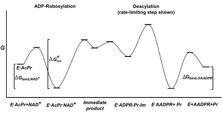 Free energy diagram draft_05.31.16_version two.JPG