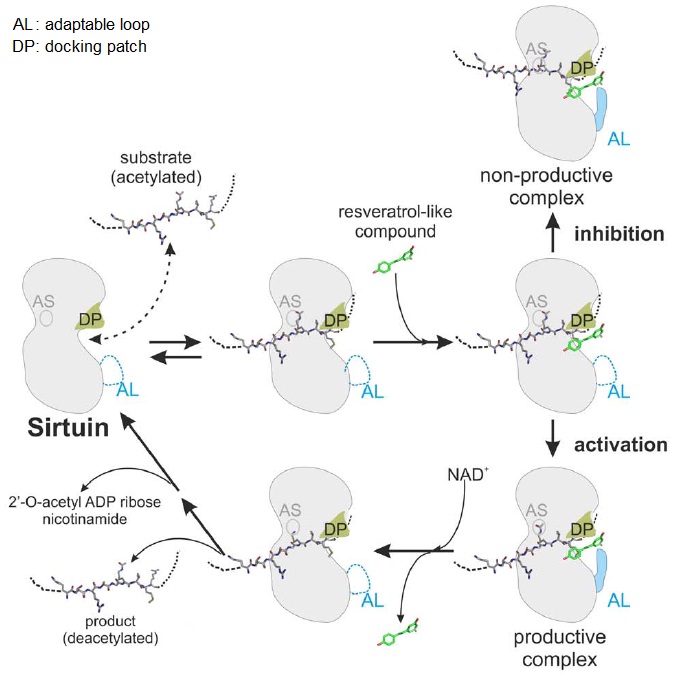 Model for sirtuin regulation by resveratrol-like compounds.jpg