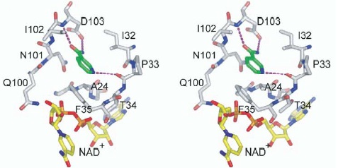 NAM bind to C pocket with nonproductive NAD.jpg