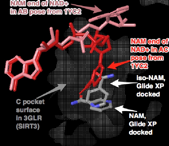 NAM_isoNAM_in_1YC2_Eirc.jpg