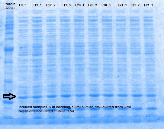 SDS_2 induced sample.jpg