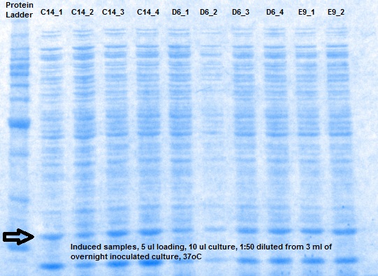 SDS_induced sample_1.jpg