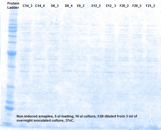 SDS_noninduced sample_2.jpg