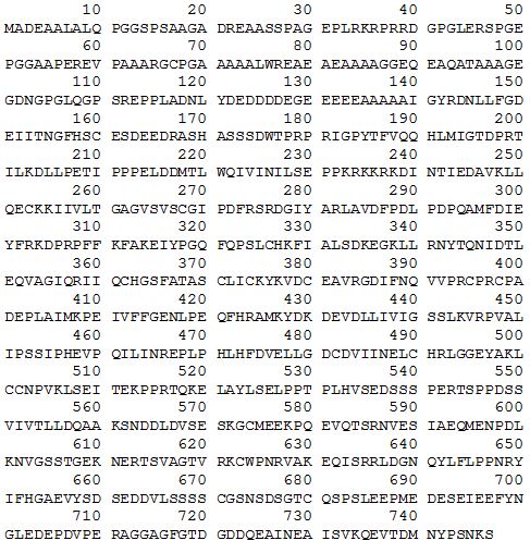 SIRT1 sequence.JPG