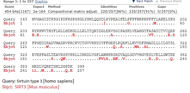 SIRT3 mouse-human.jpg