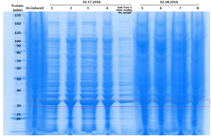 SIRT3 new batches cells_02.19.2016.GIF