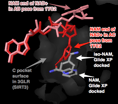 SIRT3.isoNAM.and.NAM.docking.jpg.jpg