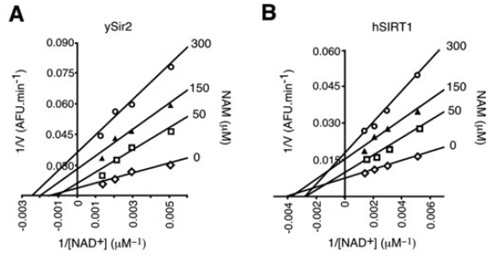 Sir2-SIRT1 noncompetitive inhibition.jpg