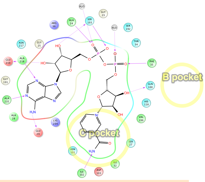 ligand.interaction.diagram.Sir2Af2.1YC2.chainB.AC.jpg