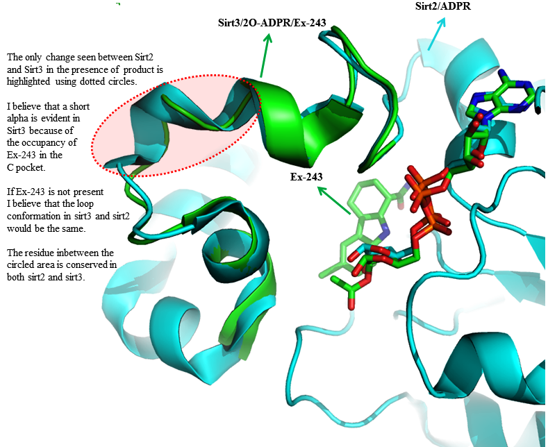 loop-sirt2-sirt3.png