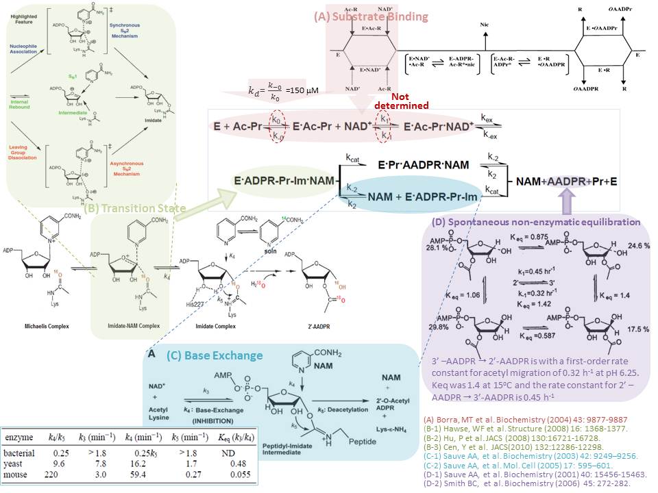 map_reported sirtuin kinetic studies.jpg