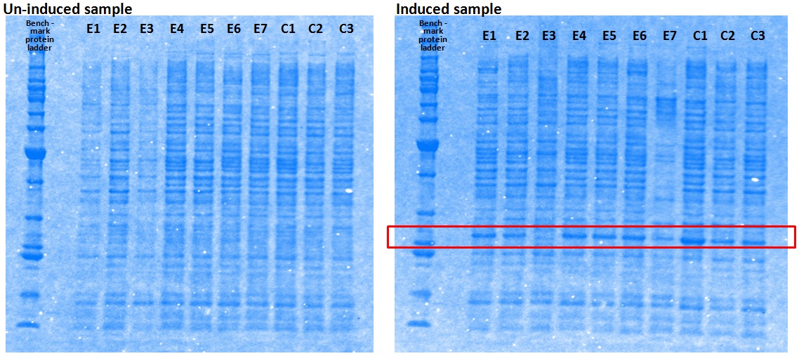 pGEX-6p3_EC-2.jpg