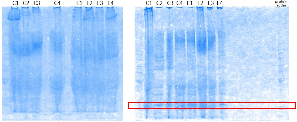 pGEX-6p3_EC-3 in soluble portion.jpg