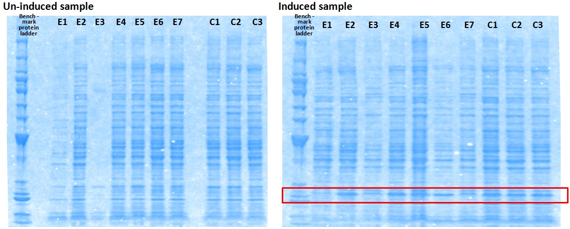 pGEX-6p3_EC-4.jpg