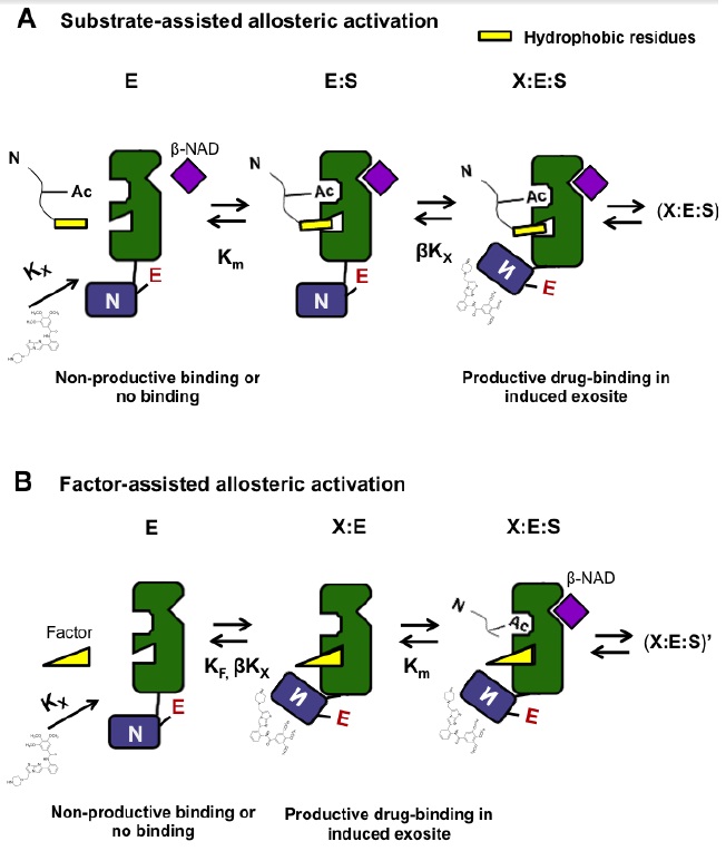 substrate assisted allosteric activation.jpg